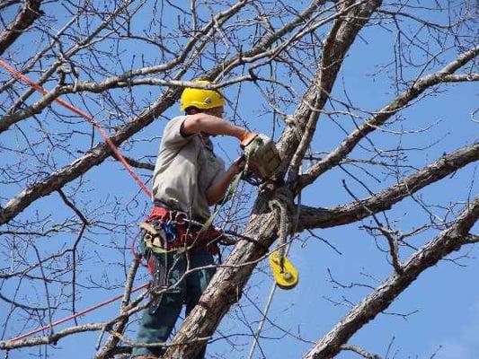 Premier Tree Care