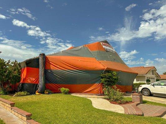 Hooke Termite & Pest Services
