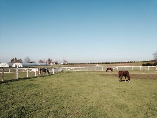 Coastal Arabians & Equine Rescue