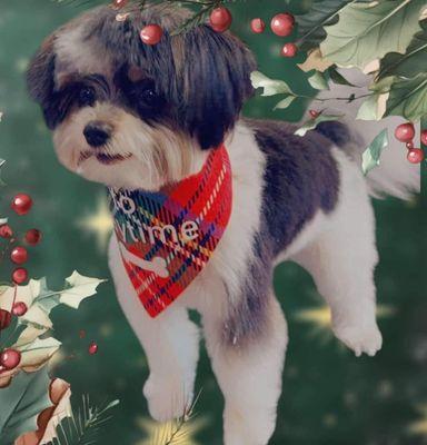 Salty Poms Grooming & Holistics Mobile Service