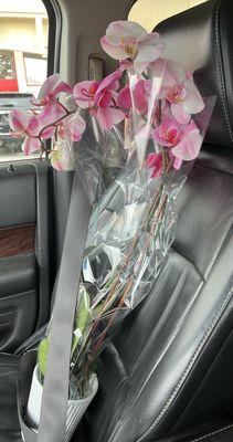 Beautiful orchids available - pink and purple