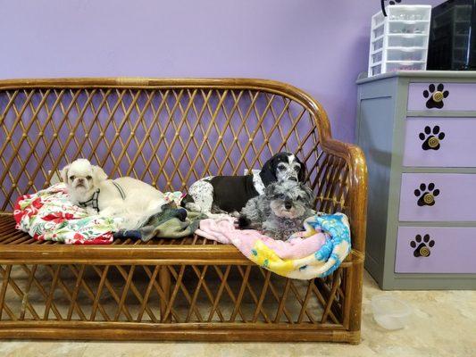 Shaggy Paws Doggie Daycare and Grooming