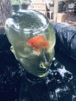 The $.33 feeder goldfish I bought there (three years ago) for my 100 gallon pond, checking me out in her fish tower.