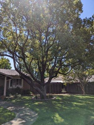 A Better Tree Service