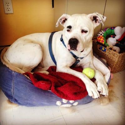 Agatha's Grooming Parlor