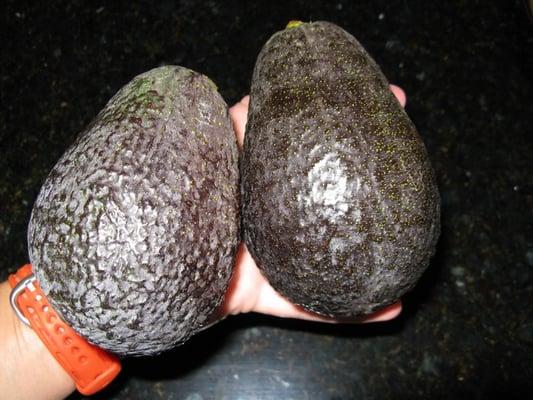 Ginormous, man-eating avocadoes from the Bonsall Farmer's Market.