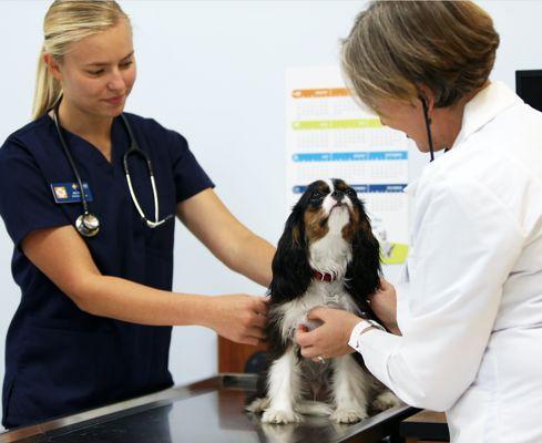 Banfield Pet Hospital