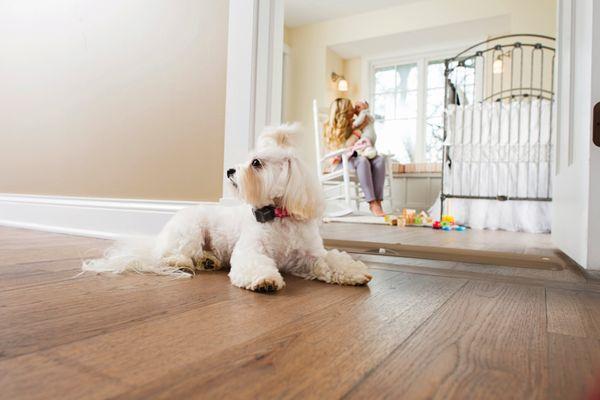 Invisible Fence of Northern Colorado