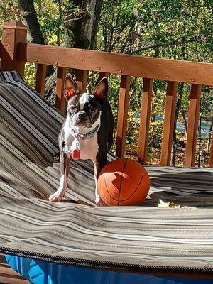 Country Lane Kennels