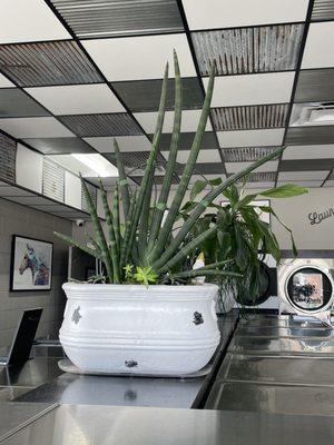 Beautiful plants