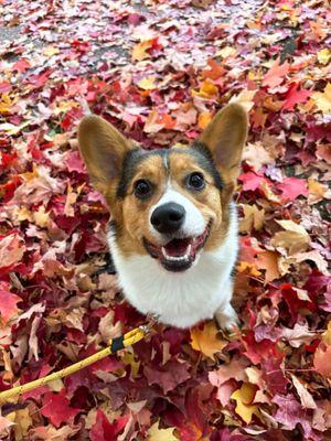 Nugget and her beautiful coat thanks to JFFD