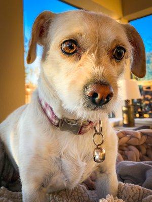 See Minnie now - the picture of health and great grooming