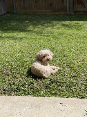 Animal Hospital Of Valley Ranch