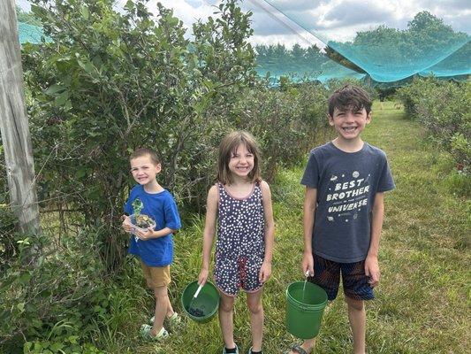 Martin's Blueberry Farm