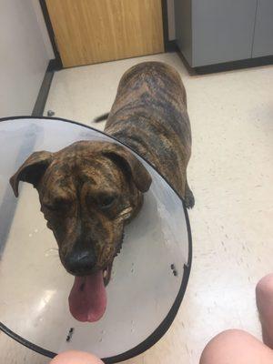 11th St Veterinary Hospital