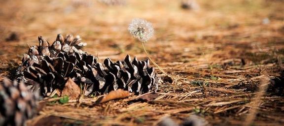 ICAN Family Services