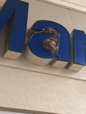 The bird nest in the a of the food mart.