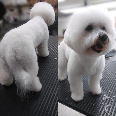 Bichon style