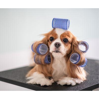 Dog Grooming with Love