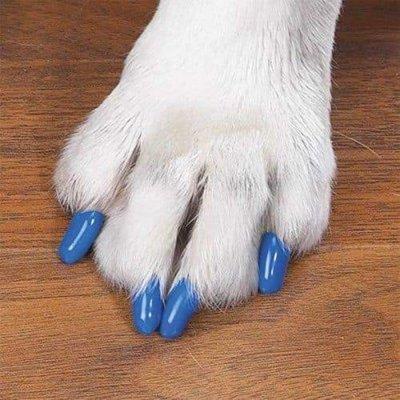 Lovely Paws