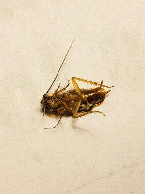 Benton Gray Plaza Motel