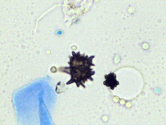 On-Site Mold Analysis