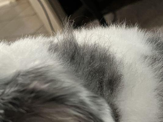 Sweet Babies Mobile Pet Spa & Boutique