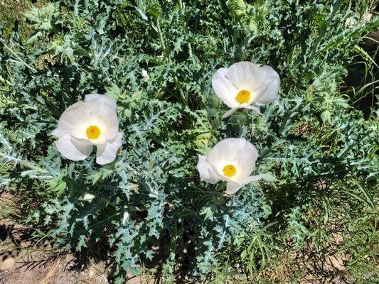 The beautiful poppies is TING Internet and the thorny painful foliage is X-Finity!