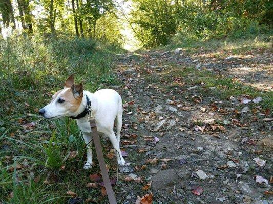 Auntie Loo's Animal Care Services