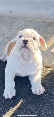 Mollie’s Dog Sitting and Walking Service