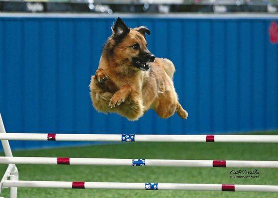 All Dogs Agility