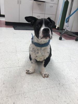 Ark Veterinary Hospital