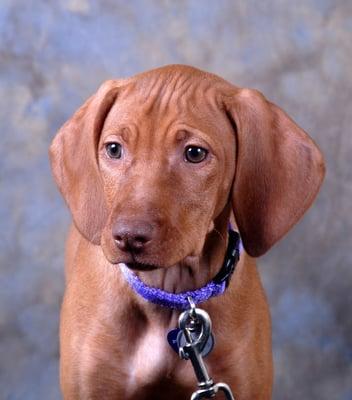Ethel an official greeter for our practice members