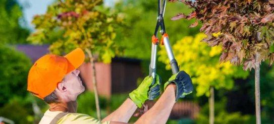 Rancho Cucamonga Tree Care