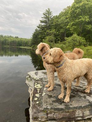 Anna’s Dog Services