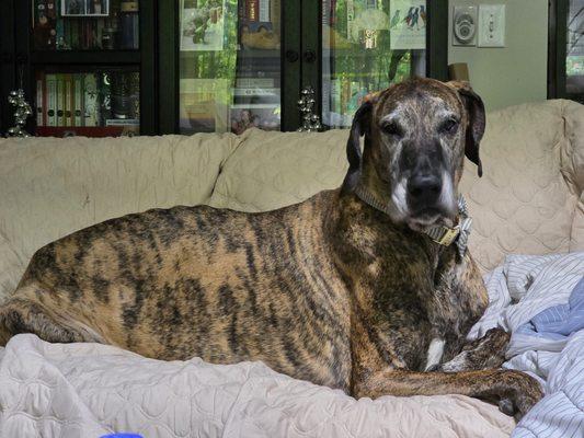 Walker's Pet Sitting And Dog Walking