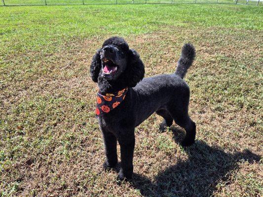 Poodle dog obedience training Houston tx at PupTown Houston Dog Trainer