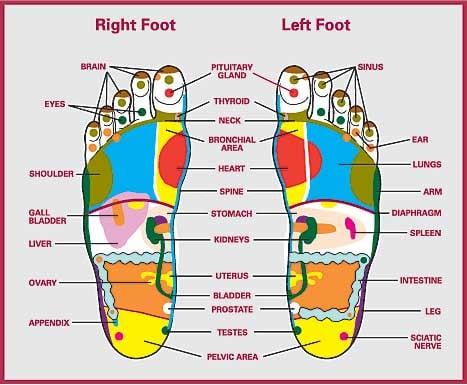Reflexology Foot Chart