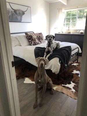 Angel’s K9 Obedience Training