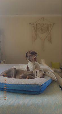 All Green Pest Control