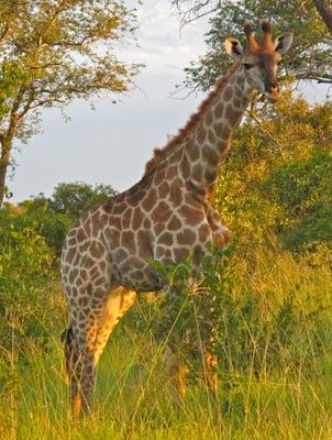 Magic Happens Travel & Cruises