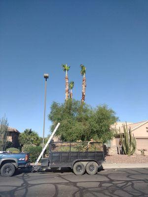 Quality Tree Removal & Trimming