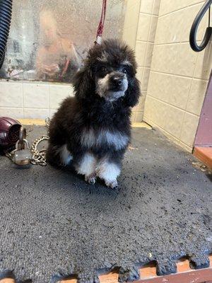 Stewart's Grooming & Rainbow Kennels