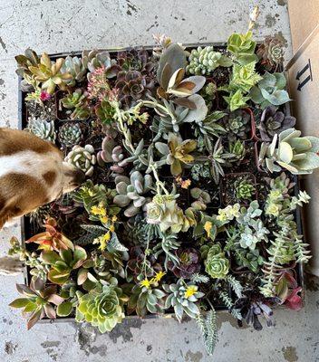 My pup appreciating the beauties I chose. $55 for the whole flat.