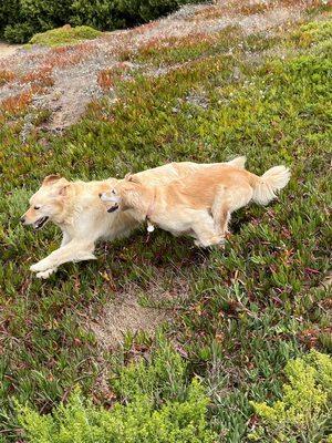 Prosh Pets Dog Walking and Pet Sitting