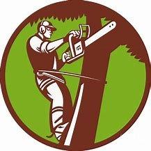 Tree Cutting Trimming Best Cuts