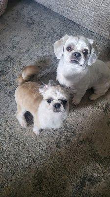 Lexington Veterinary Clinic