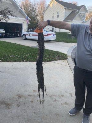 root mass other company removed after Giles said drain was clear