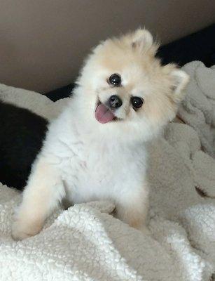 Parkview Animal Wellness