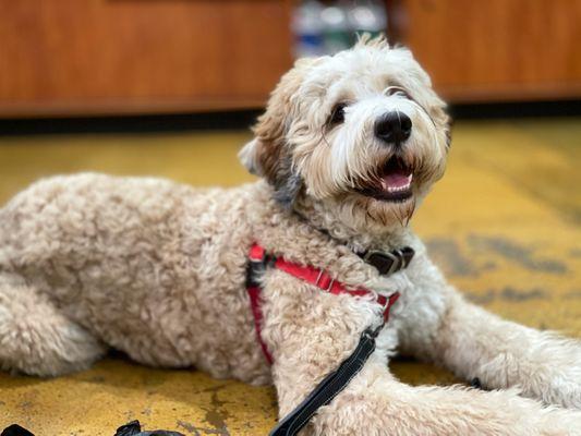 Proper Paws Dog Training